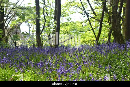 Couverture de Bluebells entre les arbres dans les bois d'unité, Cornwall Banque D'Images