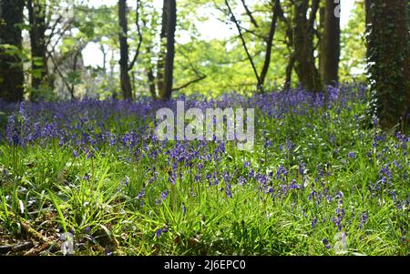 Couverture de Bluebells entre les arbres dans les bois d'unité, Cornwall Banque D'Images