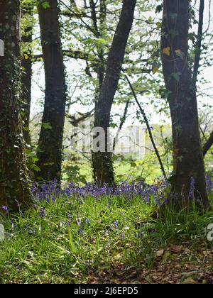 Couverture de Bluebells entre les arbres dans les bois d'unité, Cornwall Banque D'Images