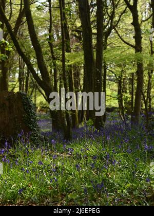 Couverture de Bluebells entre les arbres dans les bois d'unité, Cornwall Banque D'Images