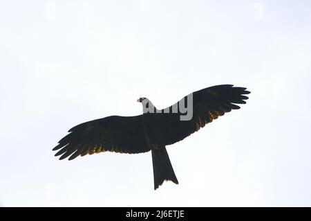 Aigle de steppe volant dans la nature. Banque D'Images