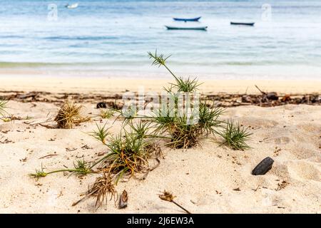 Spinifex littoreus (la moustache de Ravan ou la plage spinifex) - espèces d'herbes de la famille des Poaceae, poussant dans le sable. Rote, Indonésie. Banque D'Images