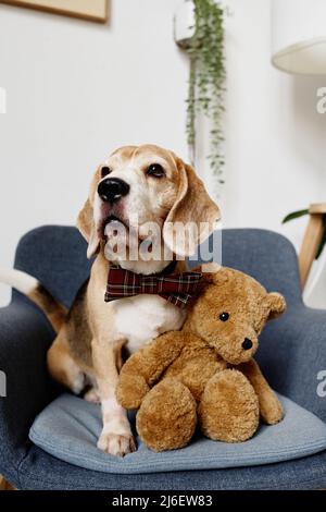 Portrait d'un terrier élégant puré en noeud papillon assis sur un fauteuil avec un ours en peluche et posé Banque D'Images