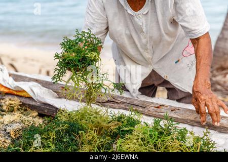 Élevage d'algues. Les mains de la vieille dame Rotenese trichent les algues séchant. Rote Island (Pulau Rote), Rote Ndao, Nusa Tenggara est. Banque D'Images