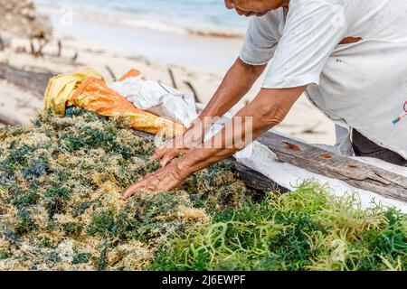 Élevage d'algues. Les mains de la vieille dame Rotenese trichent les algues séchant. Rote Island (Pulau Rote), Rote Ndao, Nusa Tenggara est. Banque D'Images