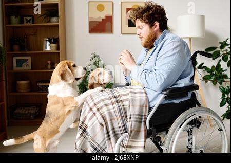 Deux chiens mignons qui regardent l'homme pendant qu'il leur parle assis en fauteuil roulant pendant la réadaptation à la maison Banque D'Images