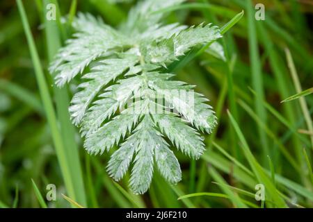 L'ombroisie sauvage (Potentilla anserina) recouverte de gouttelettes d'eau de pluie Banque D'Images