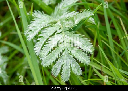 L'ombroisie sauvage (Potentilla anserina) recouverte de gouttelettes d'eau de pluie Banque D'Images