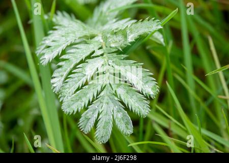 L'ombroisie sauvage (Potentilla anserina) recouverte de gouttelettes d'eau de pluie Banque D'Images