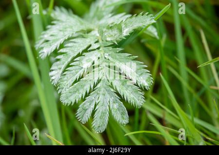 L'ombroisie sauvage (Potentilla anserina) recouverte de gouttelettes d'eau de pluie Banque D'Images