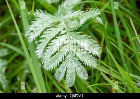 L'ombroisie sauvage (Potentilla anserina) recouverte de gouttelettes d'eau de pluie Banque D'Images