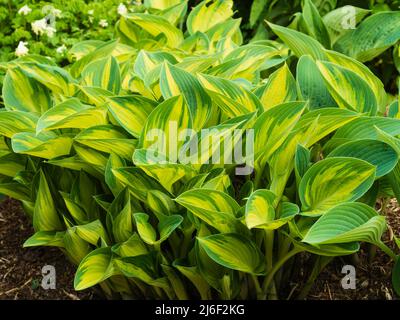 Folage de printemps jaune et vert de la vivace à feuilles larges, Hosta 'June' Banque D'Images