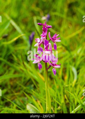 Pic de fleur d'une forme pâle de l'orchidée pourpre précoce, Orcis masculin, poussant dans un pré de fleurs sauvages du Royaume-Uni Banque D'Images