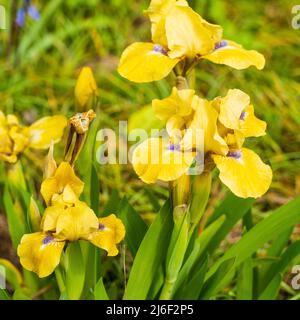 Fleurs de printemps jaunes barbes bleues de la vivace vivace standard nain barbu Iris 'prank' Banque D'Images