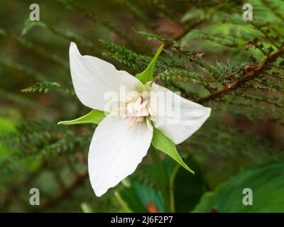 Trois pétales de fleurs blanches de la wakerobin à fleurs printanières, Trillium flexipes Banque D'Images