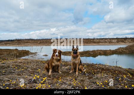 Deux bergers allemands et australiens sont assis sur le sable parmi les primrosiers jaunes sur fond de rivière bleu clair. Chiens sur la fosse de sable et de la glade y Banque D'Images