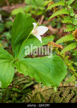 Trois pétales de fleurs blanches de la wakerobin à fleurs printanières, Trillium flexipes Banque D'Images