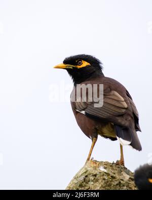 Plan rapproché de la myna commune (Acridotheres tristis) perch, vue de l'arrière Banque D'Images