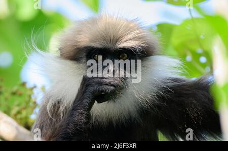 Langur à face violette de l'Ouest (trachypithecus vetulus nestor) regardant l'appareil photo, gros plan portrait photographie, vit dans la zone humide à Colombo. End Banque D'Images