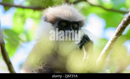 Magnifique visage de réflexion du singe langur au visage violet, photo en gros plan. Espèces de singes endémiques au Sri Lanka. Banque D'Images