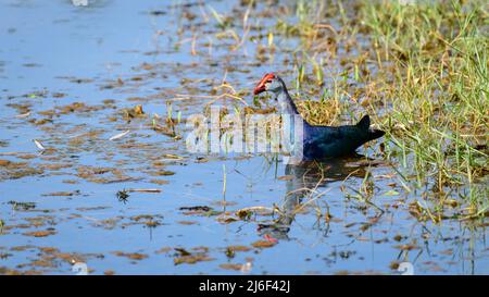 Marais à tête grise nageant dans les marais du parc de Diyasaru, Thalawathugoda. Banque D'Images