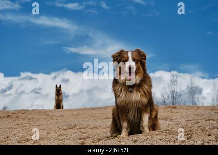 Berger australien chiot tricolore rouge s'assoit sur une dune de sable et derrière le fond des nuages Berger allemand adulte, silhouette floue de chien en d Banque D'Images