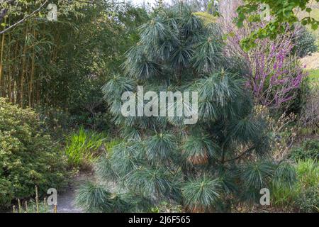 Longues aiguilles brushlike sur le pin du Bhoutan ou pinus wallichiana nana Banque D'Images