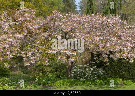 Fleurs printanières du prunus fugenzo ornement cerisier Banque D'Images