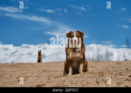 Berger australien chiot tricolore rouge s'assoit sur une dune de sable et derrière le fond des nuages Berger allemand adulte, silhouette floue de chien en d Banque D'Images