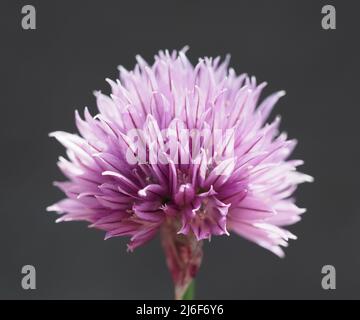 Gros plan de la fleur de l'herbe, Allium schoenoprasum, connu sous le nom de ciboulette commune. Montrant les couleurs rose, blanc, violet des fleurs comestibles. Banque D'Images