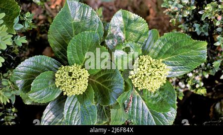 Belle vue rapprochée des fleurs d'Hydrangea macrophylla avec fond vert naturel. Banque D'Images