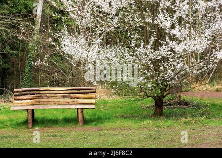 Prunus Sogdiana arbuste pleine fleur au début du printemps, avec une multitude de fleurs blanches. Un banc rustique est également disponible. Banque D'Images