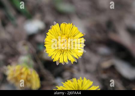 Coltsfoot jaune aka tussilago farfara (nageoire: Leskenlehti) fleurs photographiées en Finlande pendant les premiers jours de printemps. Petites fleurs. Banque D'Images