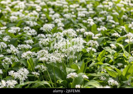 Gros plan sur les fleurs blanches de l'ail sauvage - Allium ursinum plante piquante qui pousse dans les bois en avril, Angleterre, Royaume-Uni Banque D'Images