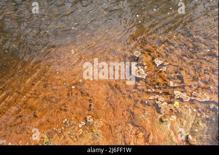 Algues colorées en rouge avec un précipité d'oxyde de fer. Gwendraeth Fawr, Pontyates, Carmarthenshire, pays de Galles, Royaume-Uni Banque D'Images