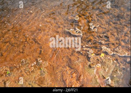 Algues colorées en rouge avec un précipité d'oxyde de fer. Gwendraeth Fawr, Pontyates, Carmarthenshire, pays de Galles, Royaume-Uni Banque D'Images