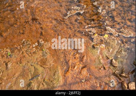 Algues colorées en rouge avec un précipité d'oxyde de fer. Gwendraeth Fawr, Pontyates, Carmarthenshire, pays de Galles, Royaume-Uni Banque D'Images