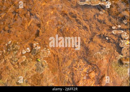 Algues colorées en rouge avec un précipité d'oxyde de fer. Gwendraeth Fawr, Pontyates, Carmarthenshire, pays de Galles, Royaume-Uni Banque D'Images