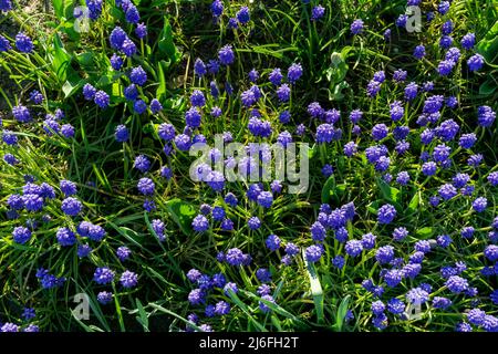 Lit à fleurs avec jacinthes de raisin bleu en fleurs - vue de dessus Banque D'Images