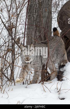 Le Lynx canadien (Lynx canadensis) se déporte du loch en regardant vers l'avant l'hiver - animal captif Banque D'Images