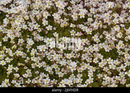 Saxifraga rosacea Saxifragaceae Banque D'Images