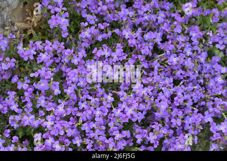 Aubrieta Pinardii Brassicaceae pinard dinde Claude Aubriet Banque D'Images