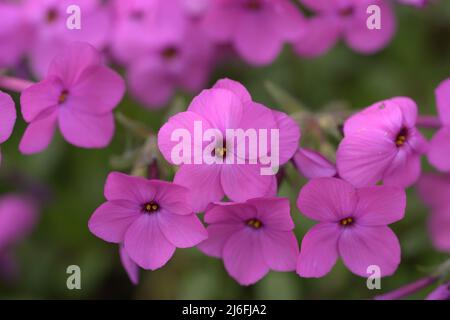 phlox stolonifera USA mousse phlox creeping phlox fleur rose Makrophoto Banque D'Images