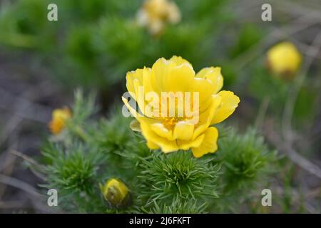 Fleurs jaunes de printemps Adonis vernalis, ou Goritsvet (Ranunculaceae) Banque D'Images