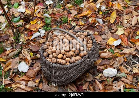 un panier de noix en osier se dresse au milieu des feuilles d'automne tombées Banque D'Images