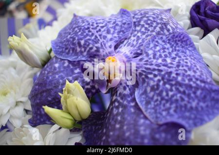 Un magnifique bouquet de chrysanthèmes blancs et de fleurs et roses d'orchidées bleues de Vanda Sansai. Vue de dessus, gros plan. Banque D'Images