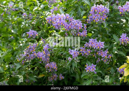 Plante d'escalade de la pomme de terre chilienne également connue sous le nom de Solanum crispum, avec des éclats de fleurs pourpres et jaunes. Photographié dans un jardin de banlieue à Pinner, Royaume-Uni Banque D'Images