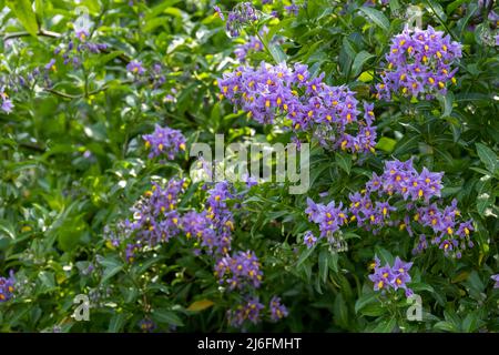 Plante d'escalade de la pomme de terre chilienne également connue sous le nom de Solanum crispum, avec des éclats de fleurs pourpres et jaunes. Photographié dans un jardin de banlieue à Pinner, Royaume-Uni Banque D'Images