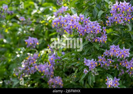 Plante d'escalade de la pomme de terre chilienne également connue sous le nom de Solanum crispum, avec des éclats de fleurs pourpres et jaunes. Photographié dans un jardin de banlieue à Pinner, Royaume-Uni Banque D'Images