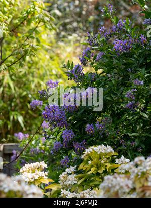 Plante d'escalade de la pomme de terre chilienne également connue sous le nom de Solanum crispum, avec des éclats de fleurs pourpres et jaunes. Photographié dans un jardin de banlieue à Pinner, Royaume-Uni Banque D'Images